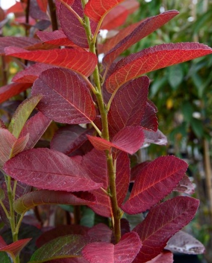 Amélanchier Canadensis October Flame